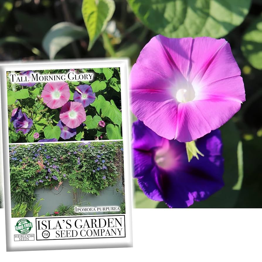 Amazon.com : Tall Morning Glory Seed Mix (Ipomoea purpurea
